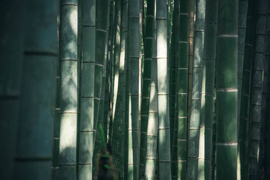 Bamboo - Benefits For Your Body & The Planet