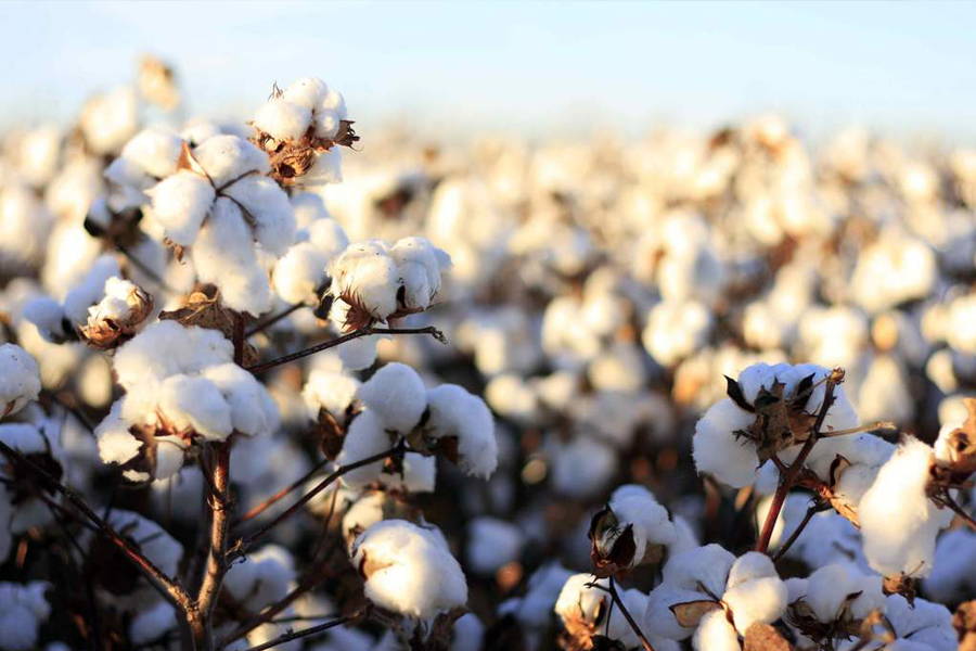 Organic Cotton Facts