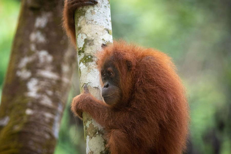 Saving Sumatra's Rainforests
